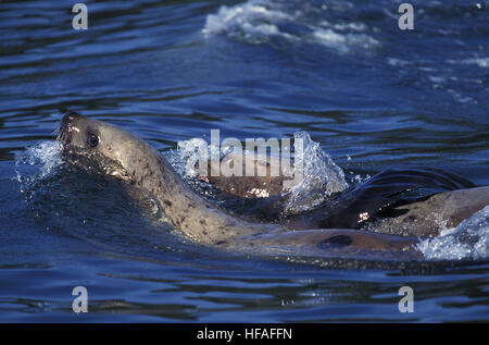 Steller Seelöwen, Eumetopias Jubata, Alaska Stockfoto