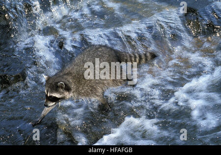 Waschbär, Procyon Lotor, Erwachsene Kreuzung Fluß Stockfoto