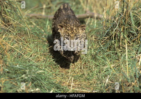 Leopard, Panthera Pardus, Cub Stockfoto