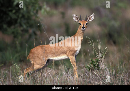 Steinböckchen, Raphicerus Campestris, Männlich, Südafrika Stockfoto