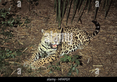 Jaguar, Panthera onca Stockfoto