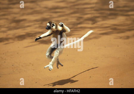 Verreaux Sifaka, Propithecus Verreauxi, Erwachsene Hopping über offenes Gelände, Berent Reserve in Madagaskar Stockfoto