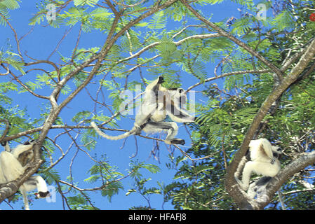 Verreaux Sifaka, Propithecus Verreauxi, Erwachsene springen von Ast, Berent Reserve in Madagaskar Stockfoto