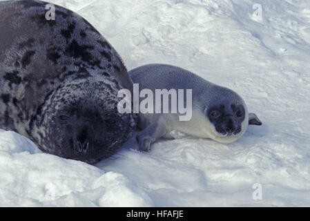 Kapuzen Dichtung, Cystophora Cristata, Mutter und Welpe Handauflegen Eisscholle, Magdalena Island in Kanada Stockfoto