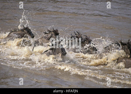 Gnus, Connochaetes Taurinus Herde Kreuzung Mara River während der Migration, Masai Mara-Park in Kenia Stockfoto