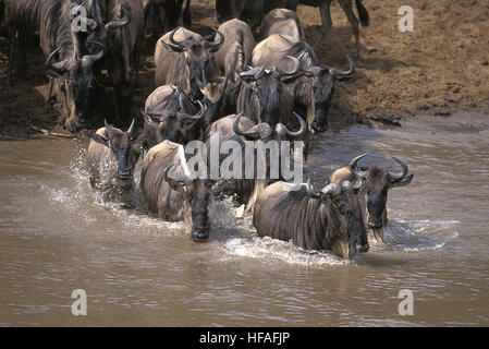 Gnus, Connochaetes Taurinus Herde Kreuzung Mara River während der Migration, Masai Mara-Park in Kenia Stockfoto