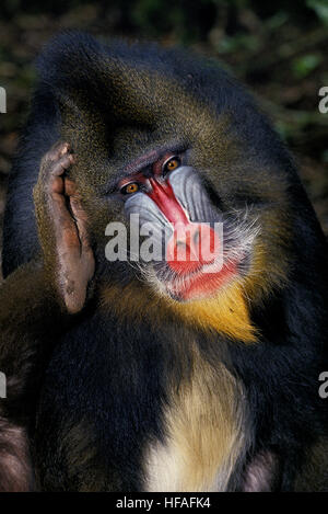 Mandrill, Mandrillus Sphinx, Porträt von kratzen Männerkopf Stockfoto