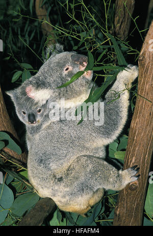 Koala, Phascolarctos Cinereus, Mutter und Joey Stockfoto