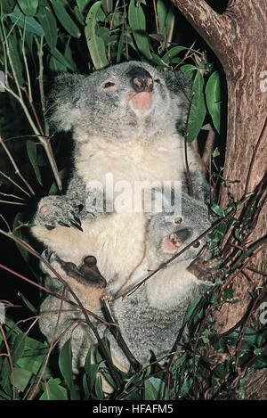 Koala, Phascolarctos Cinereus, Mutter und Joey Stockfoto