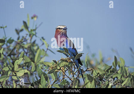 Lilac Breasted Roller, Coracias Caudata Erwachsenen stehen auf Ast, Südafrika Stockfoto
