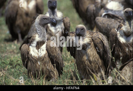 Ruppell der Geier, abgeschottet Rueppelli, Gruppe stand in der Nähe einer Karkasse, Masai Mara Park, Kenia Stockfoto