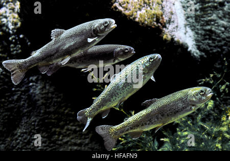 Regenbogenforelle, Salmo gairdneri Stockfoto