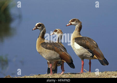 Ägyptische Gans, Alopochen Aegyptiacus, paar und Küken Stockfoto