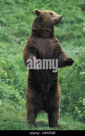 Brauner Bär, Ursus Arctos, Erwachsenen stehen auf Hind Beine Stockfoto