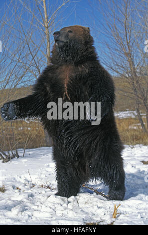 Kodiak Bären, Ursus Arctos Middendorffi Erwachsenen stehen auf Hind Beine, Alaska Stockfoto