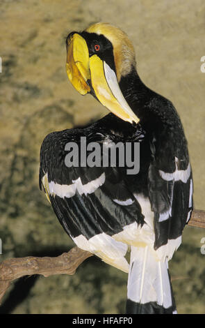 Großes Hornbill Buceros Bicornis, Grooming Verhalten Stockfoto