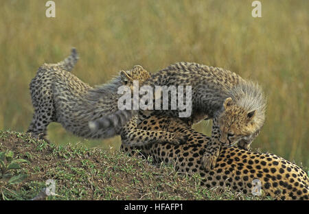 Cheetah, Acinonyx jubatus, Mutter und Cub spielen, Masai Mara in Kenia Stockfoto