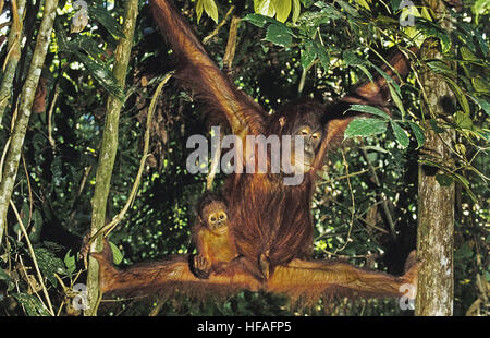 Orang-Utan, Pongo Pygmaeus, Mutter und Jungen hängen vom Zweig, Borneo Stockfoto