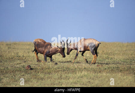 Topi, Damaliscus Korrigum, Männchen kämpfen, Masai Mara Park in Kenia Stockfoto