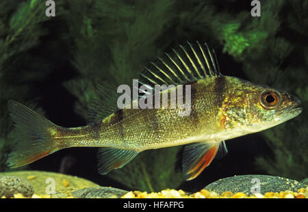 European Perch, Percha fluviatilis Stockfoto