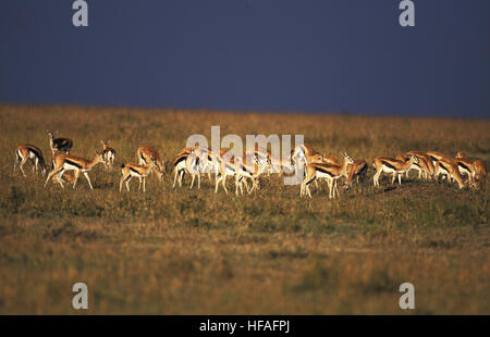 Thomson es Gazelle, Gazella Thomsoni Troupeau Dans la Savane, Masai Mara-Park in Kenia Stockfoto