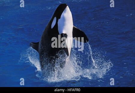 Schwertwal Orcinus Orca, Erwachsene verletzen Stockfoto