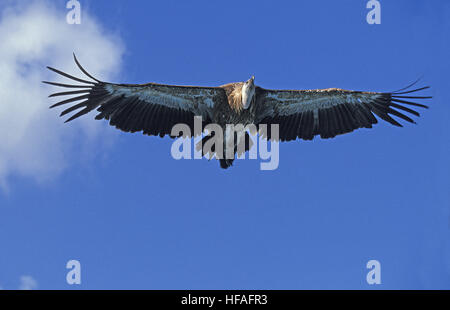 Ruppell der Geier, abgeschottet Rueppelli, Erwachsenen während des Fluges, Masai Mara Park, Kenia Stockfoto