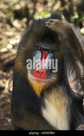 Mandrill, mandrillus Sphinx, Porträt der Männlichen, Kratzen Kopf Stockfoto