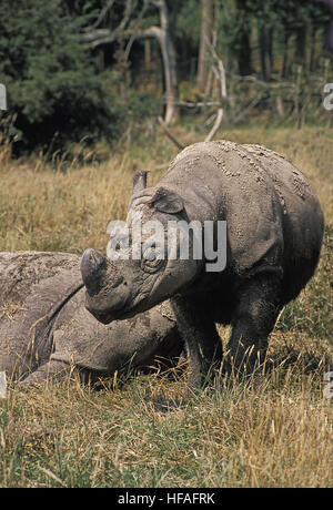 Sumatra-Nashorn, Dicerorhinus sumatrensis Stockfoto