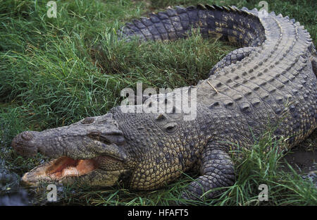 Australische Leistenkrokodil oder Leistenkrokodil, Crocodylus Porosus, Erwachsene mit offenem Mund Regulating Körper Temperatur, Australien Stockfoto