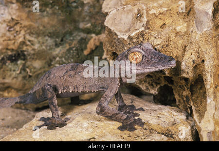 Blatt-Tailed Gecko Uroplatus fimbriatus Stockfoto