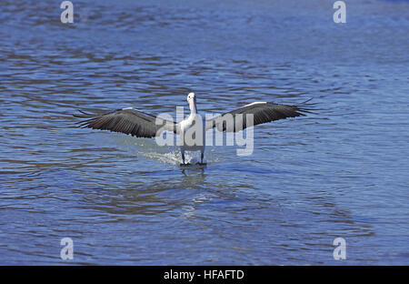 Australischer Pelikan, Pelecanus Conspicillatus, Erwachsene Landung auf Wasser, Australien Stockfoto