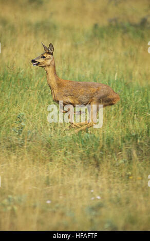 Rehe, Capreolus Capreolus, Weiblich ausgeführt Stockfoto