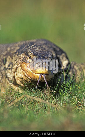 Wasser-Waran, Varanus Salvator, Erwachsene mit Zunge heraus Stockfoto