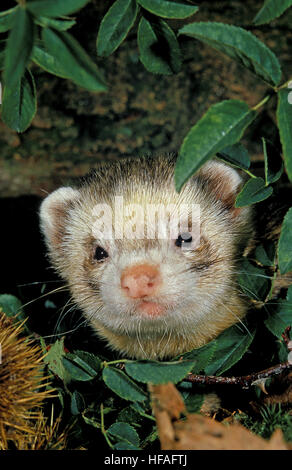 Europäischen Iltis Mustela putorius Stockfoto