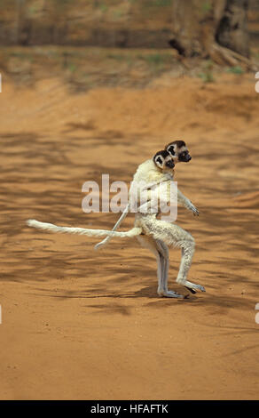 Verreaux Sifaka, Propithecus Verreauxi Mutter mit jungen auf seinen Rücken, Hopping über offenes Gelände, Berent Reserve in Madagaskar Stockfoto