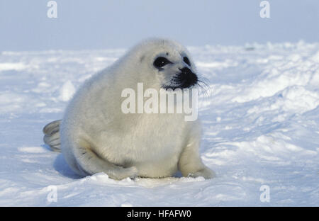 Pagophilus Groenlandicus, Harp Seal Pup Handauflegen Eisscholle, Magdalena Island in Kanada Stockfoto