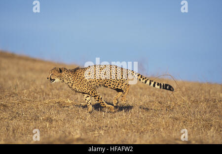 Gepard, Acinonyx Jubatus, Erwachsenen ausgeführt, Masai Mara-Park in Kenia Stockfoto