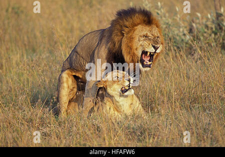 African Lion, Panthera Leo, paar, Paaren, Masai Mara-Park in Kenia Stockfoto