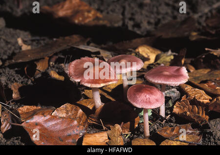 Rosig Motorhaube Pilz, Mycena Rosea, giftige Pilze Stockfoto