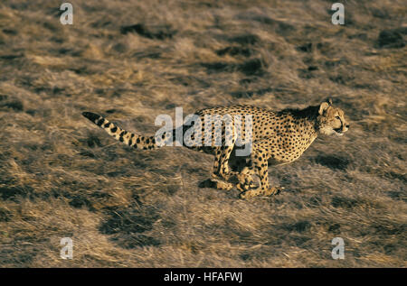 Gepard, Acinonyx Jubatus, Erwachsenen ausgeführt, Masai Mara-Park in Kenia Stockfoto