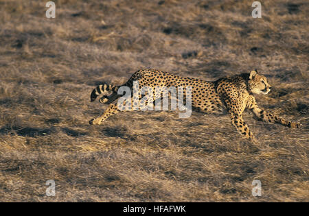 Gepard, Acinonyx Jubatus, Erwachsenen ausgeführt, Masai Mara-Park in Kenia Stockfoto