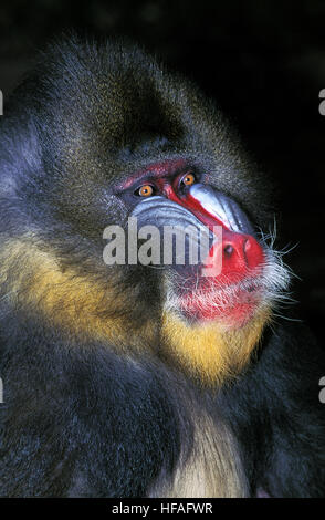 Mandrill, Mandrillus Sphinx, Porträt von männlichen Stockfoto