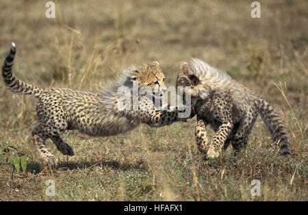 Gepard, Acinonyx Jubatus, Cub spielen, Masai Mara-Park in Kenia Stockfoto