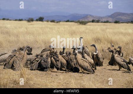 Ruppell der Geier, abgeschottet Rueppelli, Gruppe stehend auf einen Kadaver, Masai Mara Park, Kenia Stockfoto