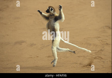 Verreaux Sifaka, Propithecus Verreauxi, Erwachsene Hopping über offenes Gelände, Berent Reserve in Madagaskar Stockfoto