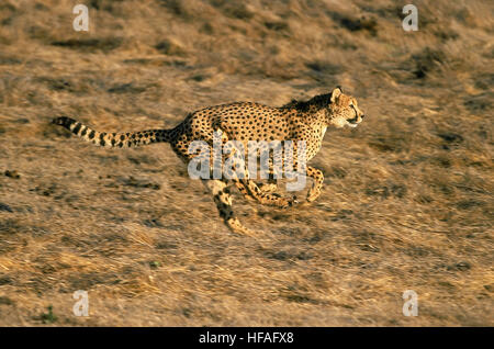 Gepard, Acinonyx Jubatus, Erwachsenen ausgeführt, Masai Mara-Park in Kenia Stockfoto