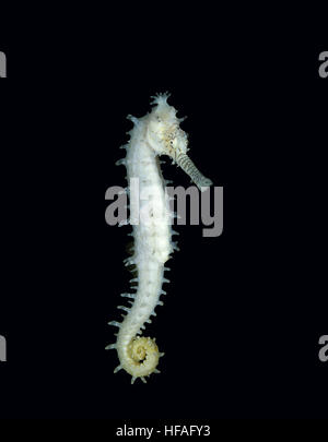 Gefleckte Seepferdchen, Hippocampus kuda Stockfoto