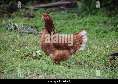 Freilandhaltung Huhn in einem Feld Stockfoto