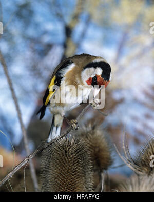 Stieglitz, Zuchtjahr Zuchtjahr, Männlich stehend auf Distel Stockfoto